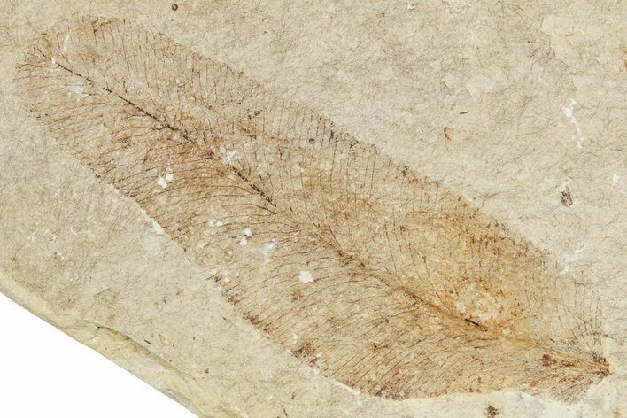 Fossil Fern (Lygodium) - France #254302